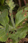 Common gypsyweed